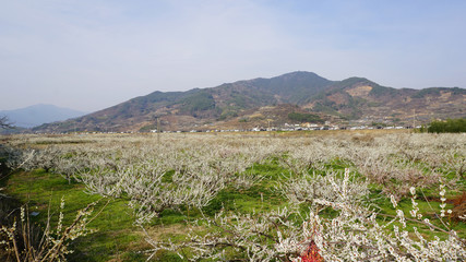 광양 매화축제 10