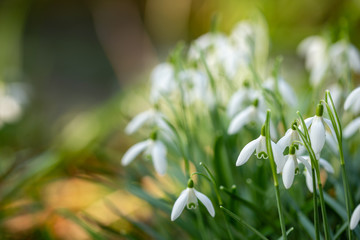 Fragile White Snowdrops with blurred background, and space for Copy