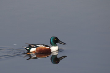 Floating Shovler are winter visitors starting December and are around till March. They are among many other duck species that fly in from Siberia and Europe  