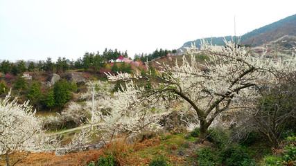 광양 매화축제 12