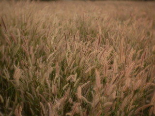 green wheat field outdoor summer