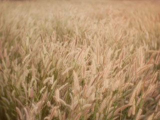 green wheat field outdoor summer
