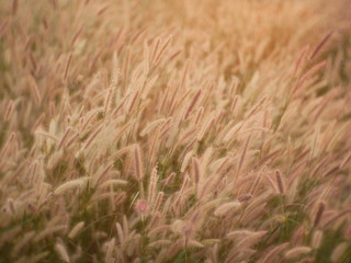 green wheat field outdoor summer