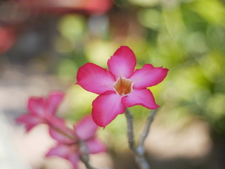 pink flowers on a green background