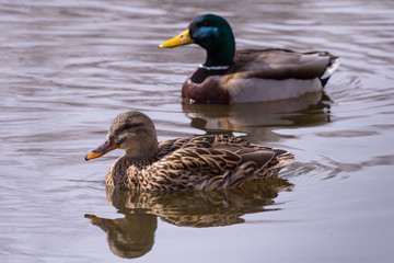 Naklejka na ściany i meble Mating Pair of Mallard Ducks in a Pond