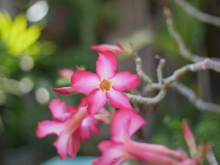 Obraz premium pink flowers on a green background