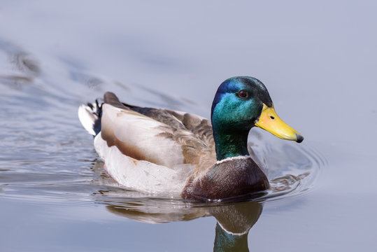 Mallard Drake Duck Swimming in a Pond