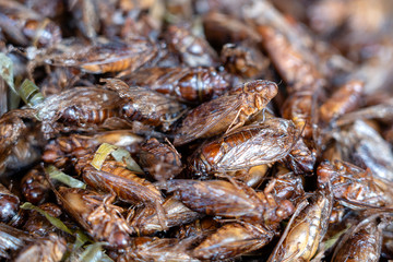 Deep fried Cicada is one of the normal traditional local Thai food in Thailand.