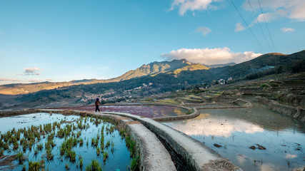 Rice Terrace in Yunnan, China