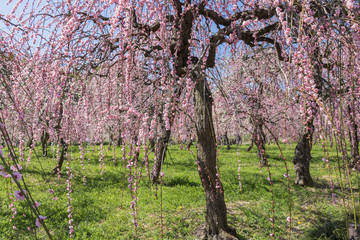 梅まつり　名古屋　農業センター