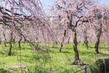 梅まつり　名古屋　農業センター