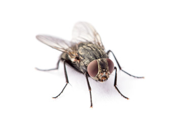 fly isolated on a white