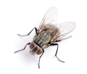 fly isolated on a white