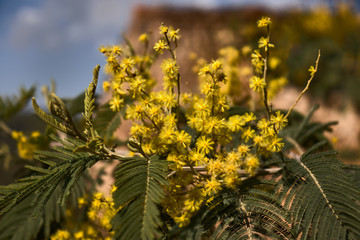 Naklejka na ściany i meble Yellow flowers (Mimosa)