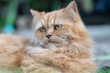 Portrait of a beautiful ginger cat in garden, closeup