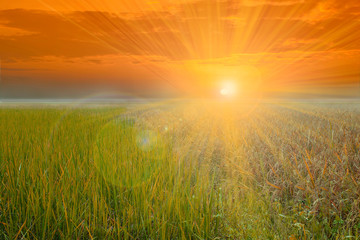 Light ray on sky over rice filed nature background.