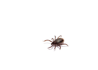health danger - disease-carrier ticks