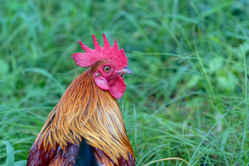 Portrait of a brown cock in the garden on a green background. Close-up