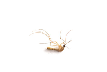 Dead Mosquito isolated on white background