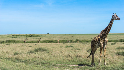 Giraffe in Maasai Mara National Park