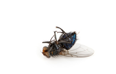 Dead Fly isolated white background.
