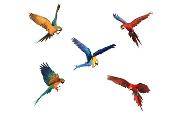 Flying of various macaw parrots, white background.