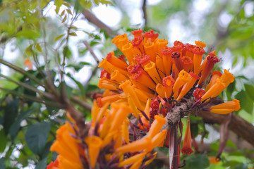 Orange Radermachera ignea flowers or Tree Jasmine in garden.