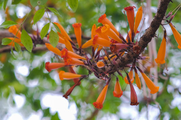 Orange Radermachera ignea flowers or Tree Jasmine in garden.