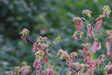 Dry of unwanted flora flower selective focus .