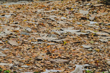 Dry leaf tree on walk way background concept.