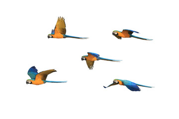 Five flying patterns of macaw parrots.