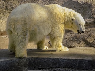 Portrait of a white or northern bear (Ursus maritimus). He is perfectly oriented in the constantly...
