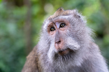 Monkey family in forest, Ubud, island Bali, Indonesia. Close up