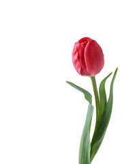 Red tulip flower isolated on white background