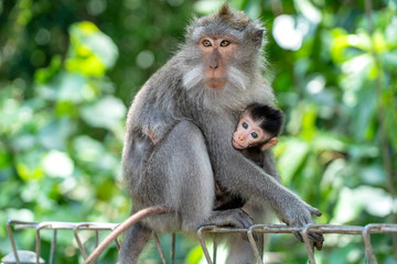 Monkey family in forest, Ubud, island Bali, Indonesia. Close up