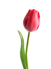 Fototapeta Red tulip flower isolated on white background obraz