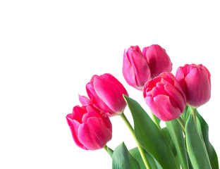 Pink tulip on white background.