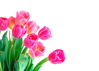 Obraz premium Pink tulip on white background.