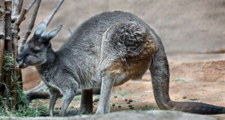 Eastern grey kangaroo. Latin name - Macropus giganteus © Mikhail Blajenov