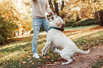 Dog labrador execute commands in the park.