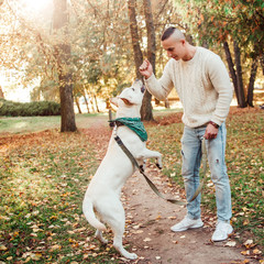 Dog labrador execute commands walking with man in the park.