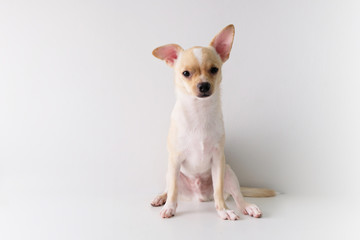 chihuahua is a white sugar, six month old, on a white background.