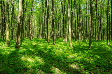 Obraz premium Green forest in spring