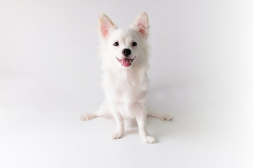 Obraz premium chihuahua is a white sugar, six month old, on a white background.