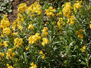 Erysimum cheiri - La giroflée jaune des murailles, une fleur printanière d'ornement des jardins