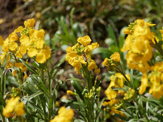 Erysimum cheiri - La giroflée jaune des murailles, une fleur printanière d'ornement des jardins