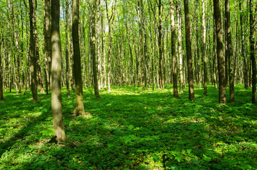 Green forest in spring