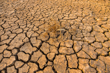 Crisp hay on the dry and cracked land in the dry season of Southeast Asia