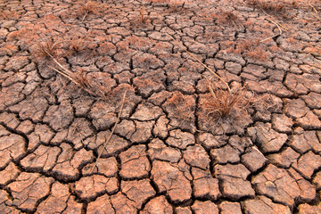 Crisp hay on the dry and cracked land in the dry season of Southeast Asia