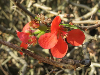 red flower on bare branches
